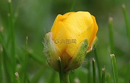 尖毛茛,毛茛屬防治大,毛茛