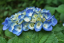 绣球,蓝色,花