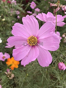 自然,花,植物區(qū)系