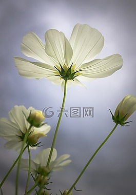 宇宙,秋季,鮮花