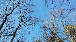 天空,樹,自然