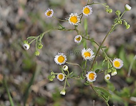 黃色,白,鮮花