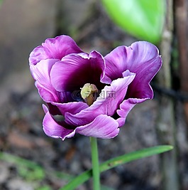 郁金香,開(kāi)花,春天