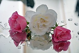 冰山,玫瑰,春
