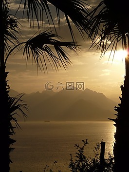 棕櫚樹,海,安塔利亞