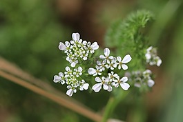 綠色,白,花卉