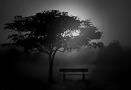 樹,側(cè)影,日出