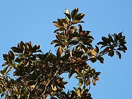 樹,葉子,玉蘭