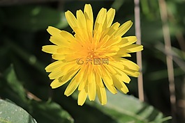 綠色,黃色,花卉