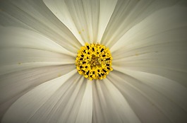 宇宙,秋季,鮮花