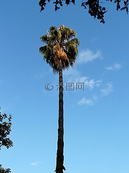 棕櫚,樹,日志
