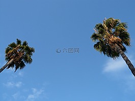 棕櫚樹,樹,天空