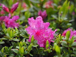 杜鵑花,鮮花,植物