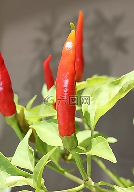 辣椒,紅,綠色