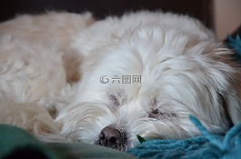 狗,睡眠,可愛(ài)
