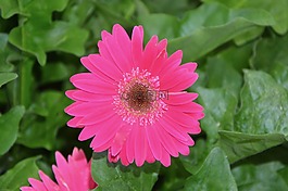粉紅色的花朵,綠色的樹葉,性質