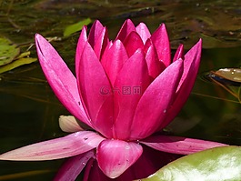 水中百合,紅色,水