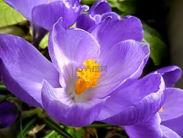 番紅花,鮮花,春天