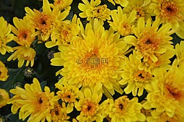 黃色的花,黃菊花,花性質(zhì)