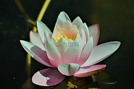 花,水,植物