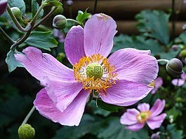 ?？?開花,花花園