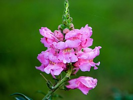 粉紅色,花卉,天性