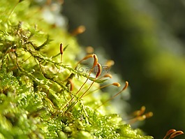 苔,性質(zhì),廠