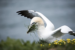 塘鵝,海鳥,黃色