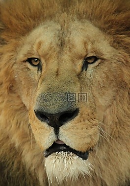 獅子,貓科動物,非洲