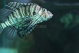 動物園,魚,海