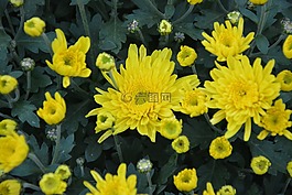 鲜花,黄色的花,绿色的树叶