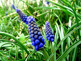 muscari,春天的花,葡萄風(fēng)信子