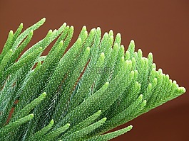 科,針,特色