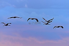 起重機(jī),鳥類,棲息飛行