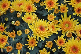 黃色的花,黃菊花,花性質(zhì)
