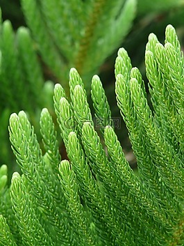 科,針,特色