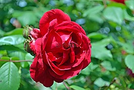 玫瑰,紅,花卉