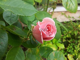 粉紅玫瑰,粉色,ros