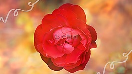 玫瑰,花,開花