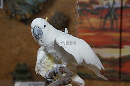 鸚鵡,鳥,動物園