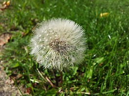 蒲公英,夏末,夏天