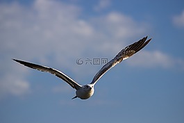 海鷗,鳥,飛行