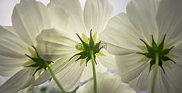 宇宙,秋季,鮮花