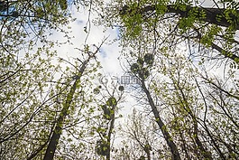 森林,樹(shù),自然