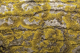 樹,苔,黃色moss
