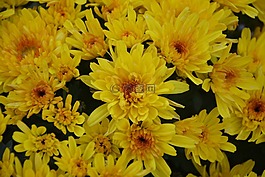 黃色的花,黃菊花,花性質(zhì)