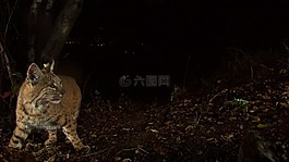 山貓,貓的,野生動(dòng)物