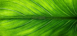 葉,大自然,綠色