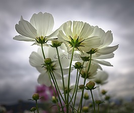 宇宙,秋季,鮮花