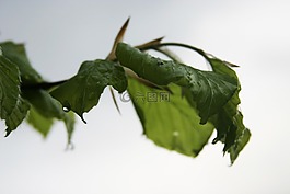 雨,滴,滴雨